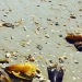 sea jewels