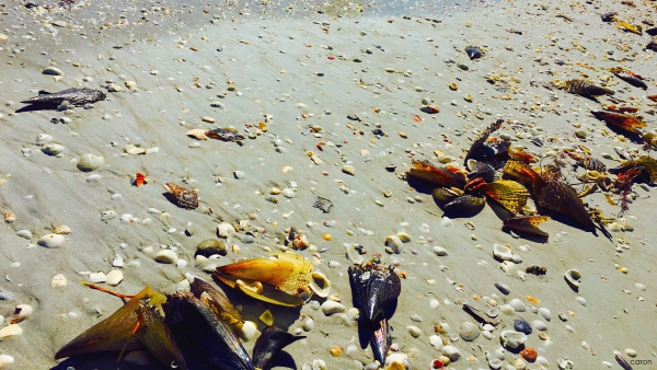 sea jewels