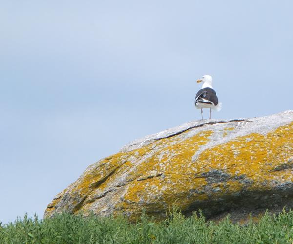 rocher | Île aux chevaux