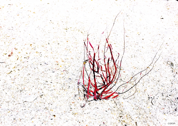 sea tree