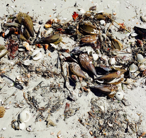 sea jewels 2